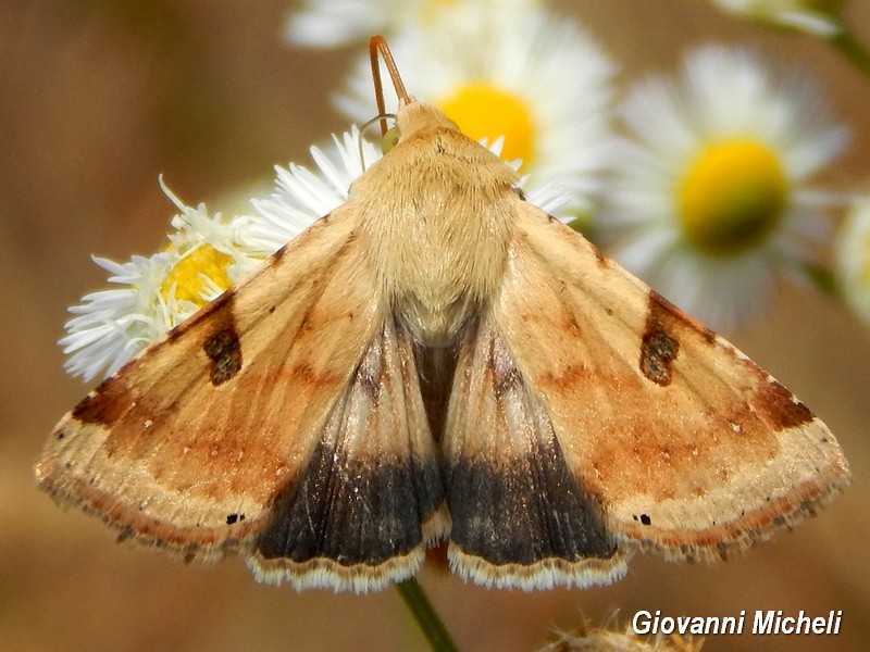 Conferma Helicoverpa armigera. No, Heliothis peltigera